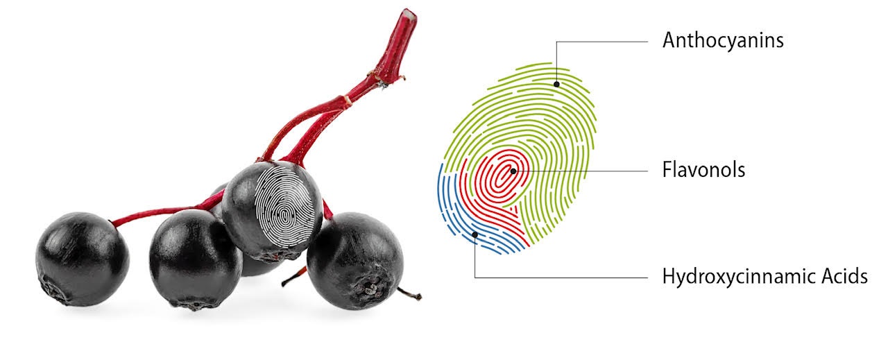 Elderberry-Fingerprint